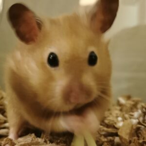 Comportamiento y Bienestar en Hámsteres