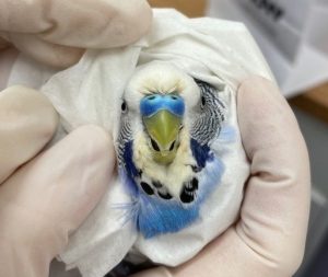 Problemas Respiratorios en Loros