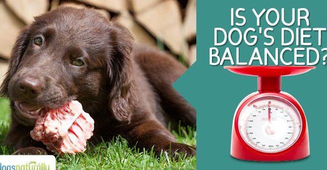 Nutrición en Perros