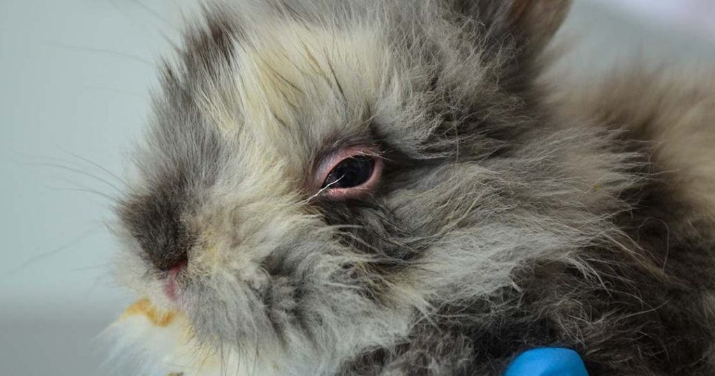 Enfermedades Respiratorias en Conejos