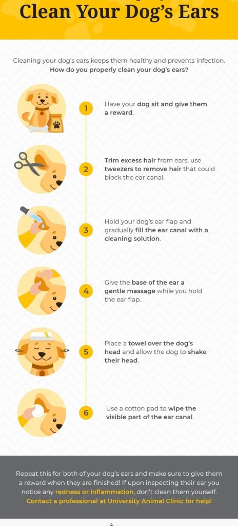 Cuidados Generales en Perros