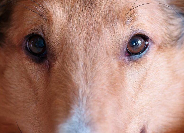 Enfermedades y Trastornos Oftalmológicos en Perros
