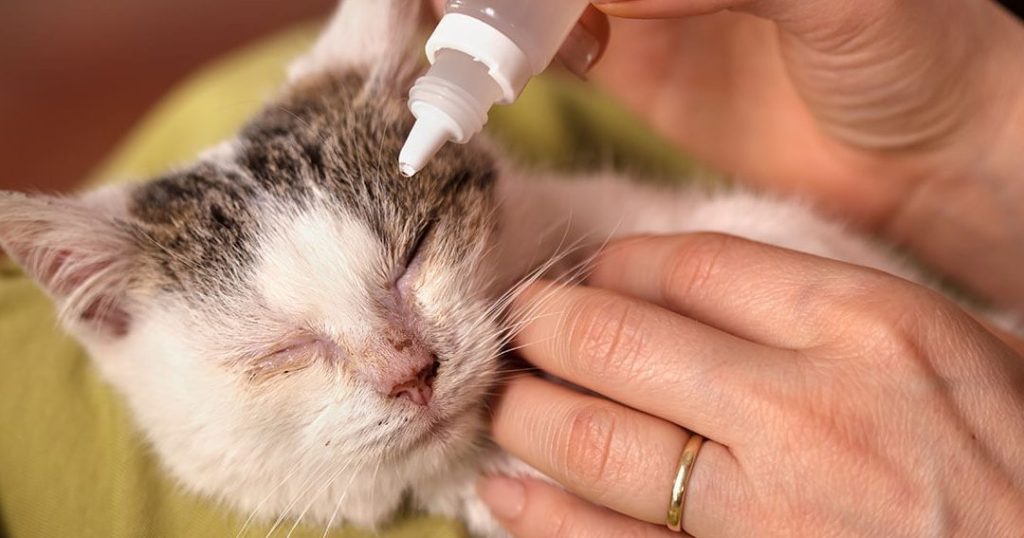 Salud Ocular y Auditiva en Gatos