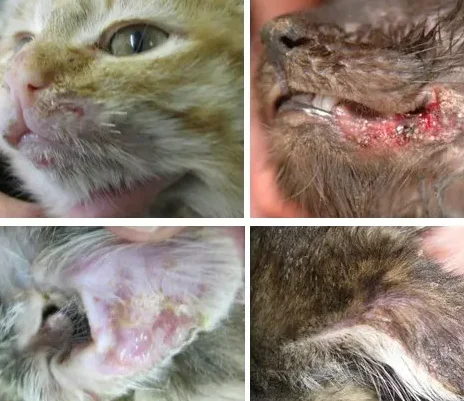 Enfermedades Infecciosas y Parasitarias en Gatos