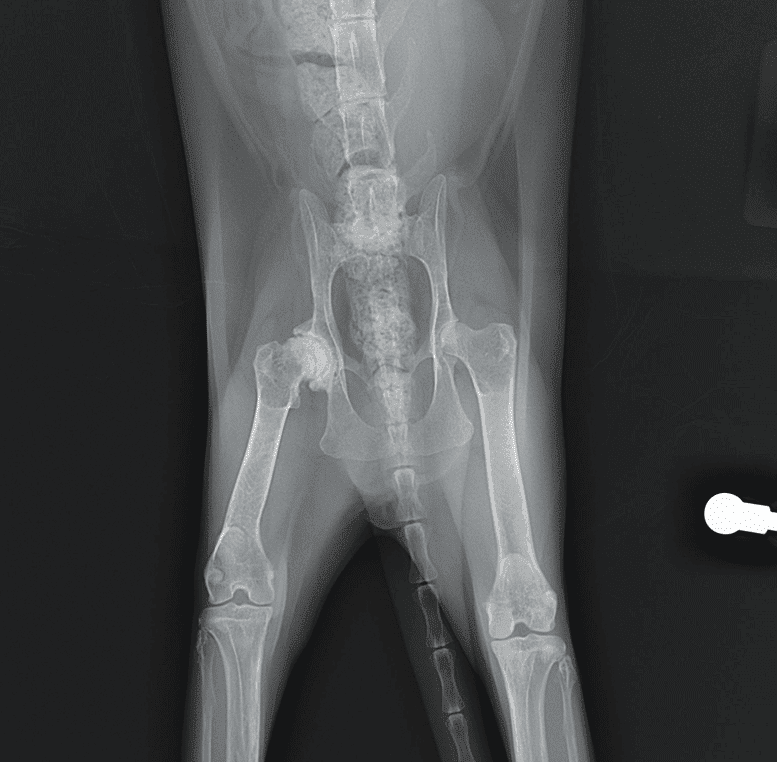Enfermedades Neurológicas y Musculoesqueléticas en Gatos