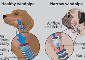 Enfermedades del Sistema Respiratorio en Perros