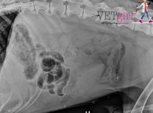 Enfermedades del Sistema Urogenital en Perros