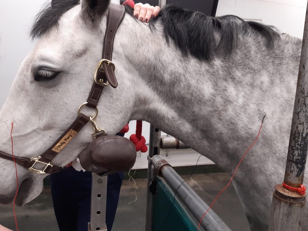Trastornos Nutricionales y Metabólicos en Caballos