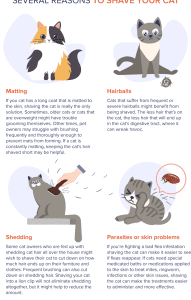 Prevención y Tratamiento de Lesiones y Accidentes en Gatos