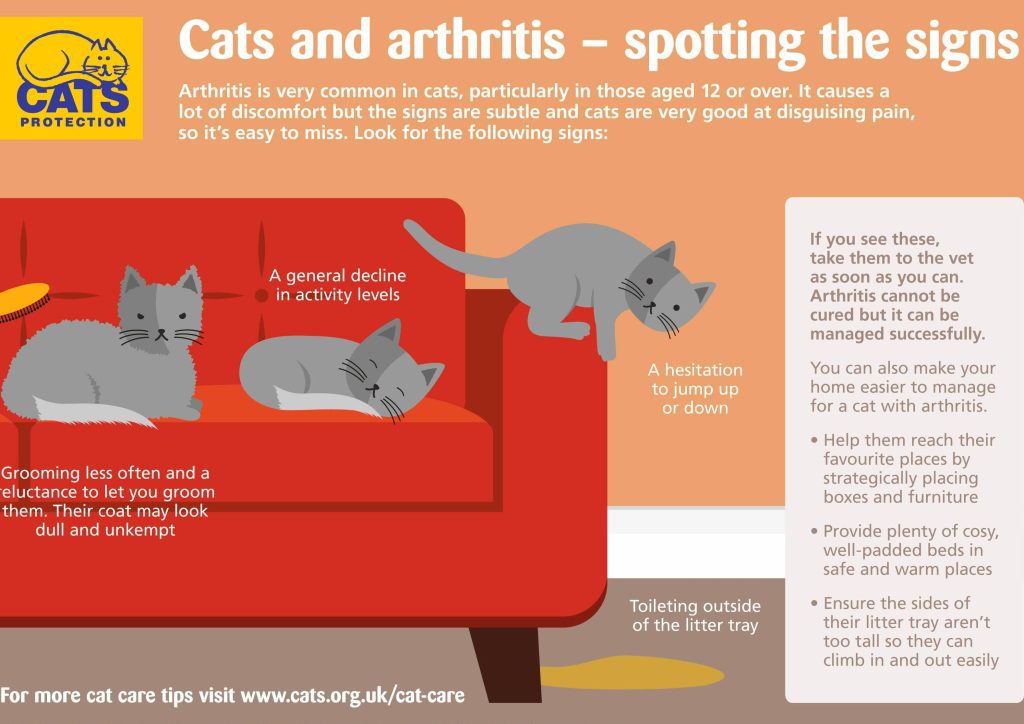 Enfermedades Neurológicas y Musculoesqueléticas en Gatos