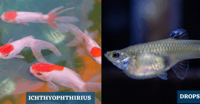 Enfermedades Infecciosas en Peces