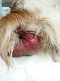 Enfermedades del Sistema Urogenital en Perros