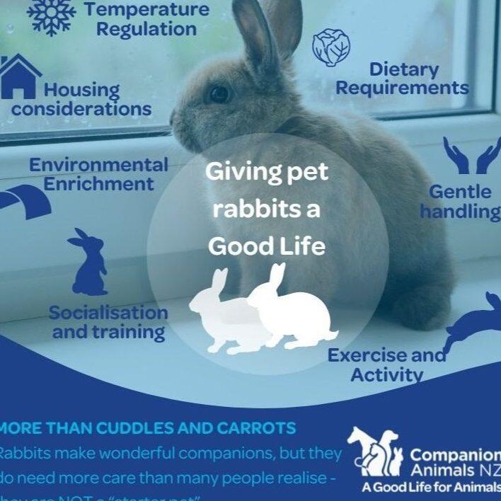 Enfermedades Respiratorias en Conejos