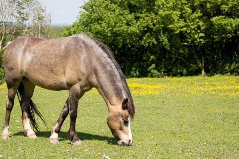 Complément Santé équine USA Diabetes Solucion Pour Chevaux | 60 Gélules Complément Santé équine USA Diabetes Solucion Pour Chevaux | 60 Gélules