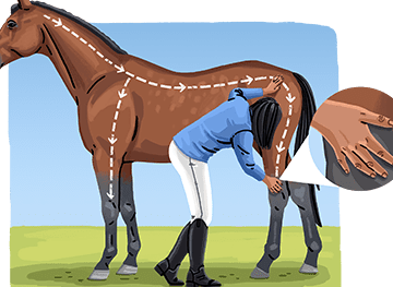 Lesiones y Rehabilitación en Caballos