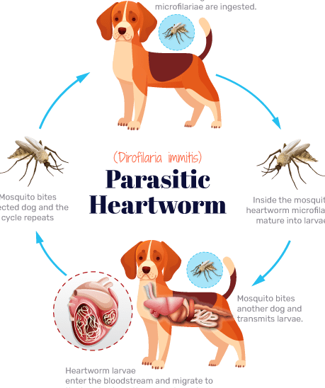 Enfermedades y Trastornos Cardíacos en Perros