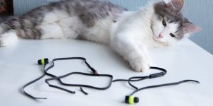 Prevención y Tratamiento de Lesiones y Accidentes en Gatos