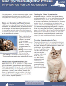 Enfermedades Neurológicas y Musculoesqueléticas en Gatos