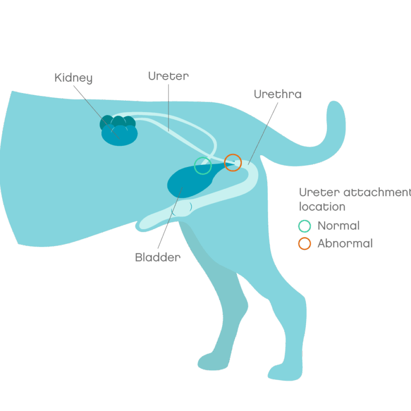 Enfermedades del Sistema Urogenital en Perros