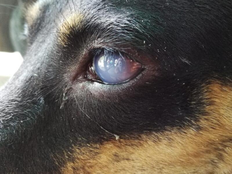 Enfermedades y Trastornos Oftalmológicos en Perros