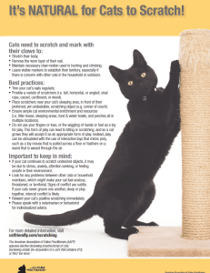 Salud Mental y Comportamiento Felino
