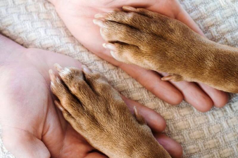 Enfermedades Neurológicas y Musculoesqueléticas en Gatos