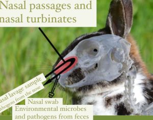 Enfermedades Respiratorias en Conejos