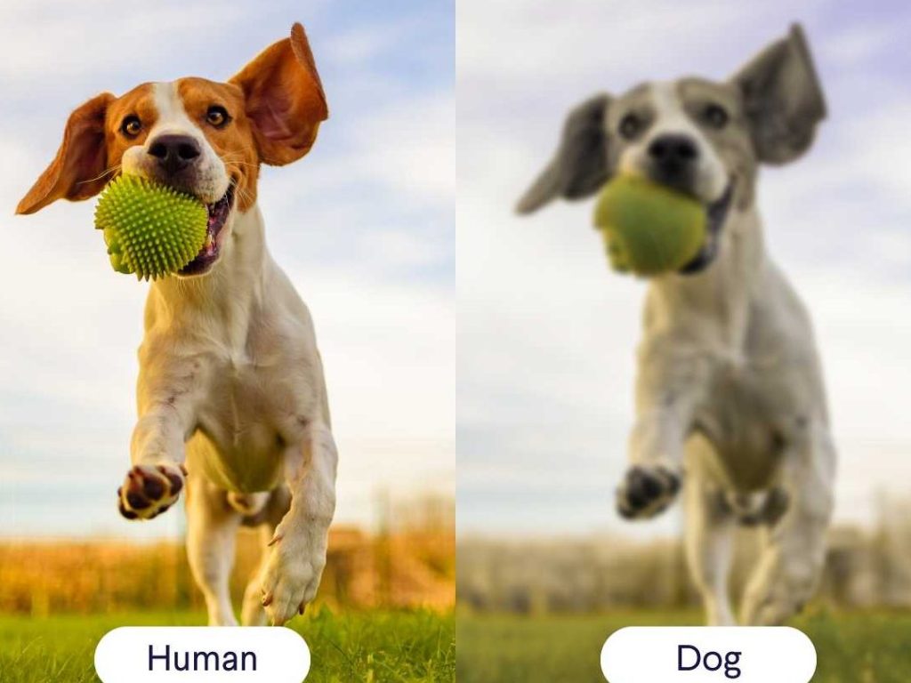 Enfermedades y Trastornos Oftalmológicos en Perros