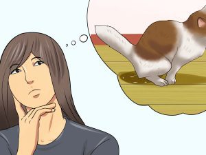 Trastornos Digestivos y Nutricionales en Gatos