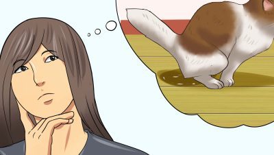 Trastornos Digestivos y Nutricionales en Gatos