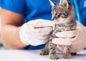 Enfermedades y Condiciones Médicas Felinas