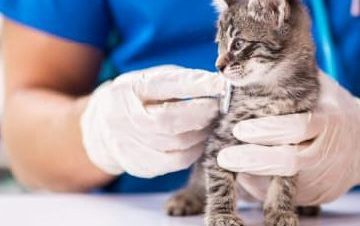 Enfermedades y Condiciones Médicas Felinas