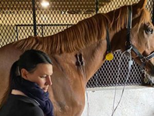 Enfermedades Cardiovasculares y Respiratorias en Caballos