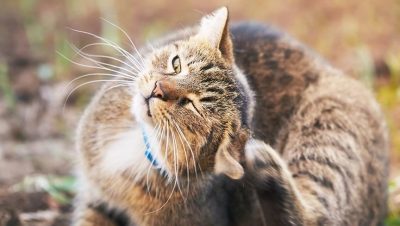 Problemas Dermatológicos y Alergias en Gatos