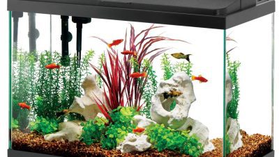 Comportamiento y Bienestar en Peces