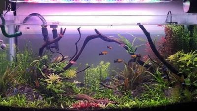 Problemas Ambientales y de Manejo en Peces