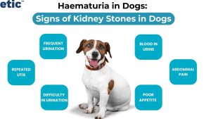 Enfermedades del Sistema Urogenital en Perros