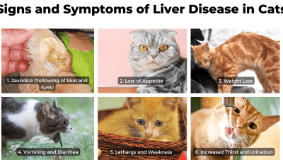 Enfermedades y Condiciones Médicas Felinas