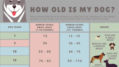 Medicina General en Perros