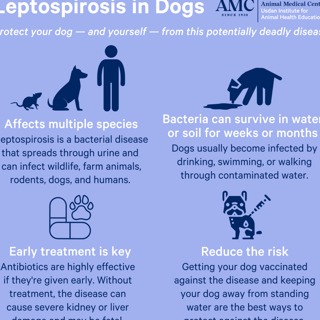 Enfermedades y Problemas Dermatológicos en Perros