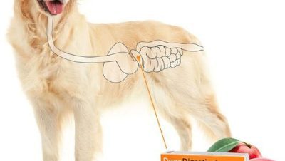 Medicina General en Perros