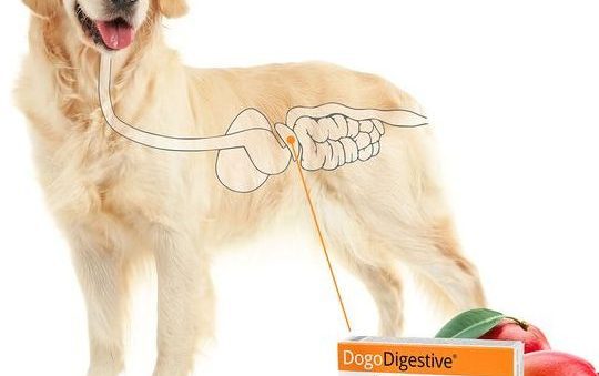 Medicina General en Perros