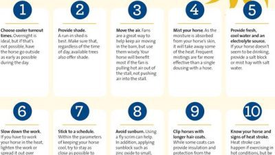 Enfermedades Cardiovasculares y Respiratorias en Caballos