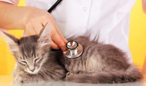 Trastornos Digestivos y Nutricionales en Gatos