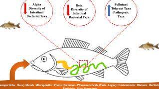 Enfermedades Infecciosas en Peces