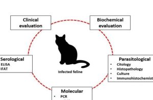 Enfermedades Infecciosas y Parasitarias en Gatos