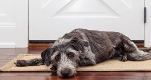 Traumatismos y Exposiciones Tóxicas en Perros