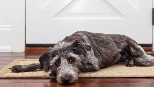 Traumatismos y Exposiciones Tóxicas en Perros