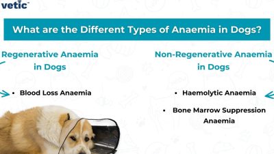 Medicina General en Perros