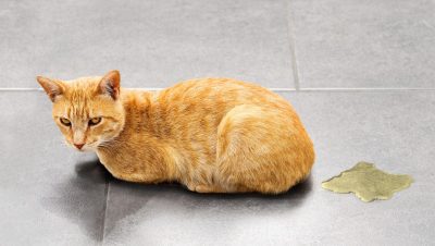 Enfermedades y Condiciones Médicas Felinas